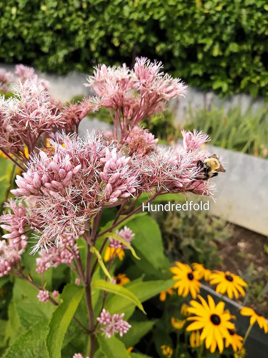 Joe Pye Weed Native Wild Flower 100 Seeds Eutrochium purpureum Gravel Root