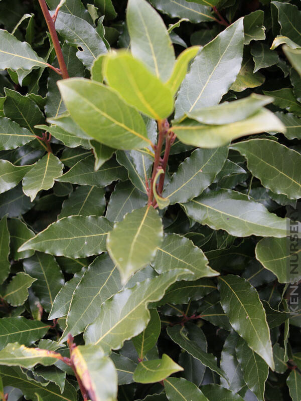 Laurus nobilis*BAY LEAF TREE**Bay Laurel**Sweet Bay**SMALL STARTER PLANT*NO POT