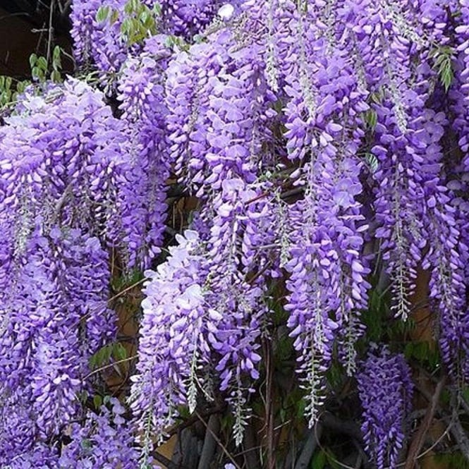 wisteria sinensis 5 seeds Free USPS Ground Shipping!