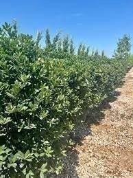 Ilex Needlepoint Holly | 3 Gallon | Ilex cornuta | Evergreen Privacy Plant