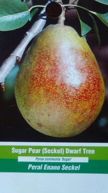 4′-6′ SUGAR PEAR (SECKEL) Dwarf Tree New Plant Healthy Fruit Trees Pears Plants