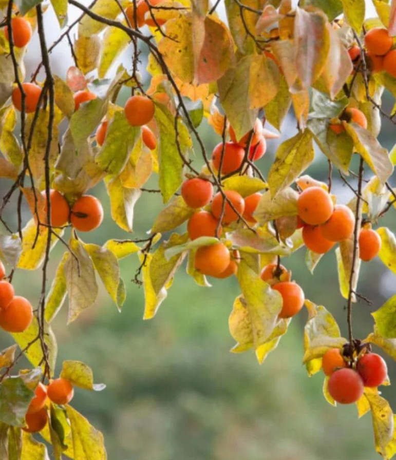 American Persimmon – Live Plant in Quart Pot – Native Fruit Tree