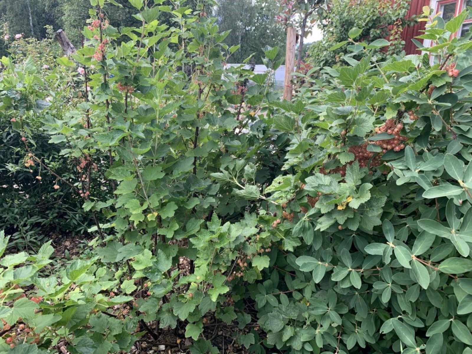 12-18″ tall Gloire de Sablons Pink Currant Rooted Cutting dormant plant