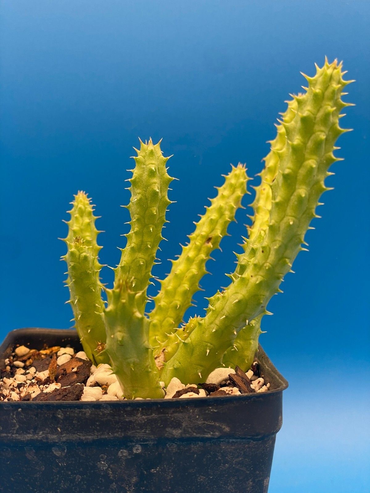 Huernia Schneideriana ‘Red Dragon’ WELL ROOTED 3.5″ Plant