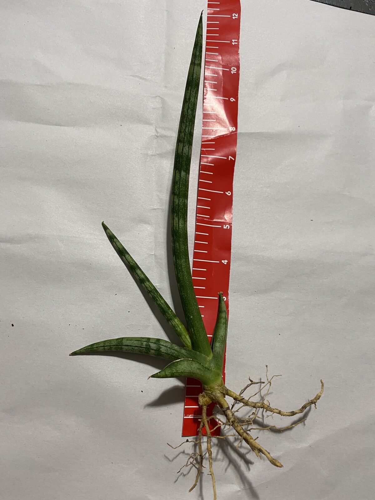 5 cuts Snake Plant Sansevieria Cylindrica 4 ” cuts unrooted Planta espada