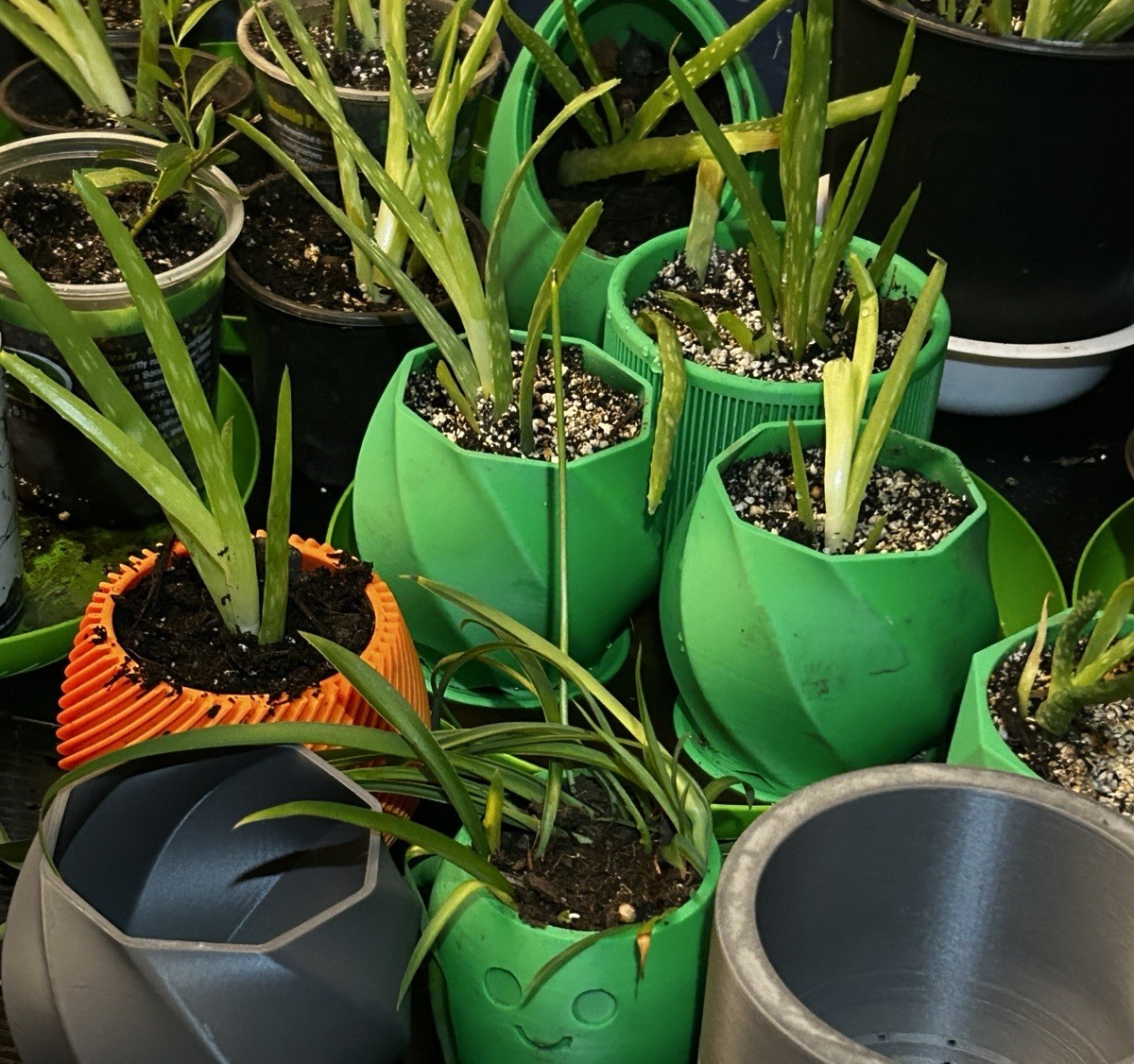 Aloe Vera 1 Live Plant 5”-10″ bare root + 3D Printed Planter (Color Varies)