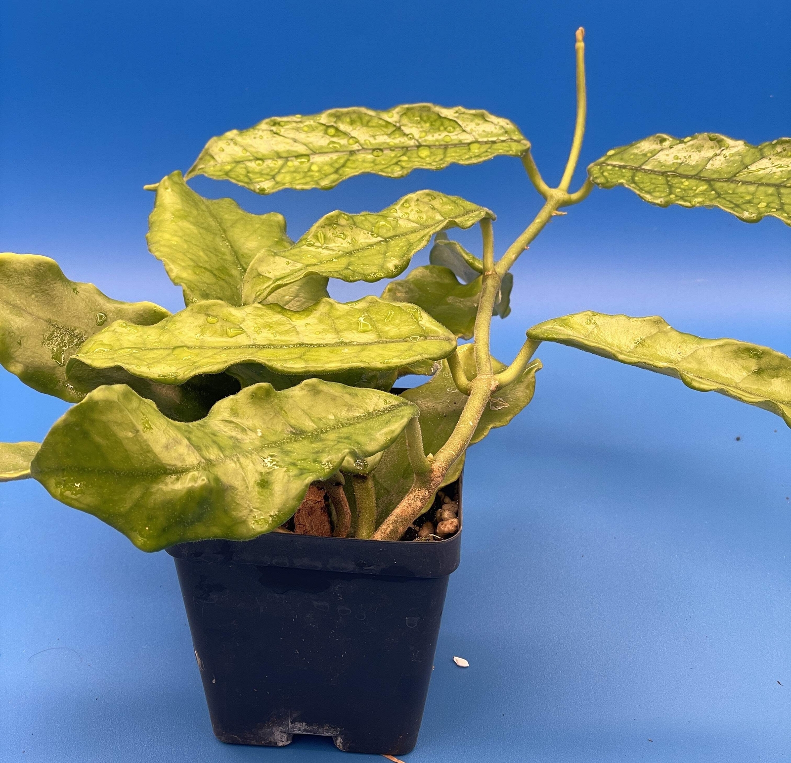 Hoya Globulosa Grown In 3.5″ Pots Very Healthy Velvet Fuzzy Leaves!