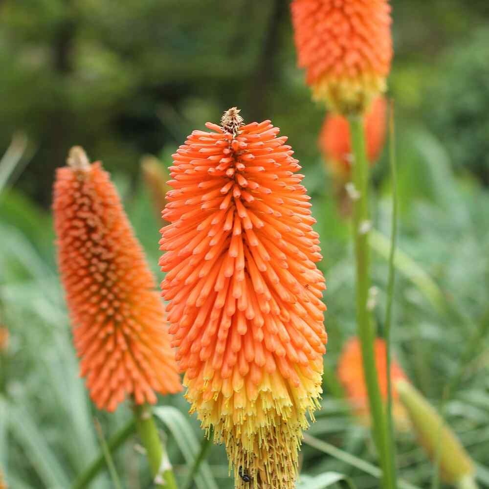 RED HOT POKER 20 SEEDS, ORANGE AND YELLOW FLOWERS. KNIPHOPHIA, TORCH LILY