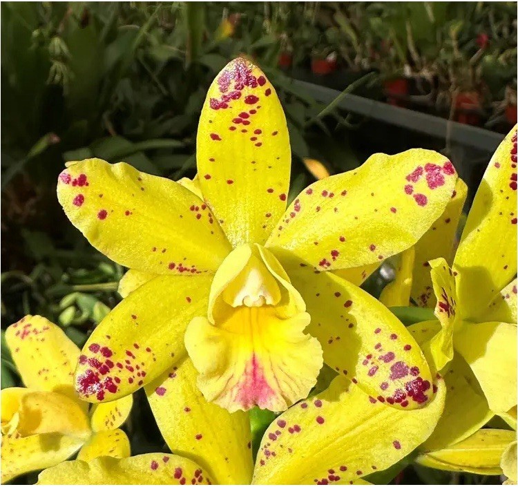 Cattleya Waikiki Jungle X Landate Spotty Charm Large Fragrant Flowers 2” Pot