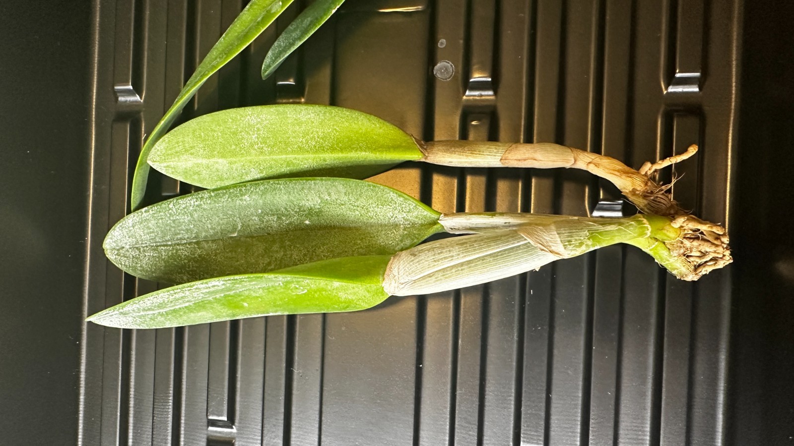 Rhyncholaelia digbyana ‘Green Giant’ FCC/AOS [Bareroot]