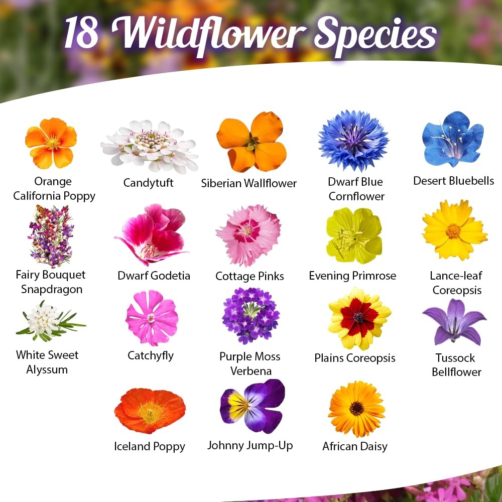 Low Growing Wildflower Seeds Mix 1oz, 612 Inches Short Flowers – NonGMO Natu…