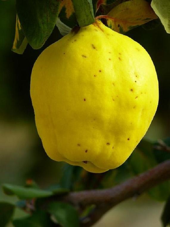 30-40” tall Cydonia Provence Quince rooted 1-2 year old plant