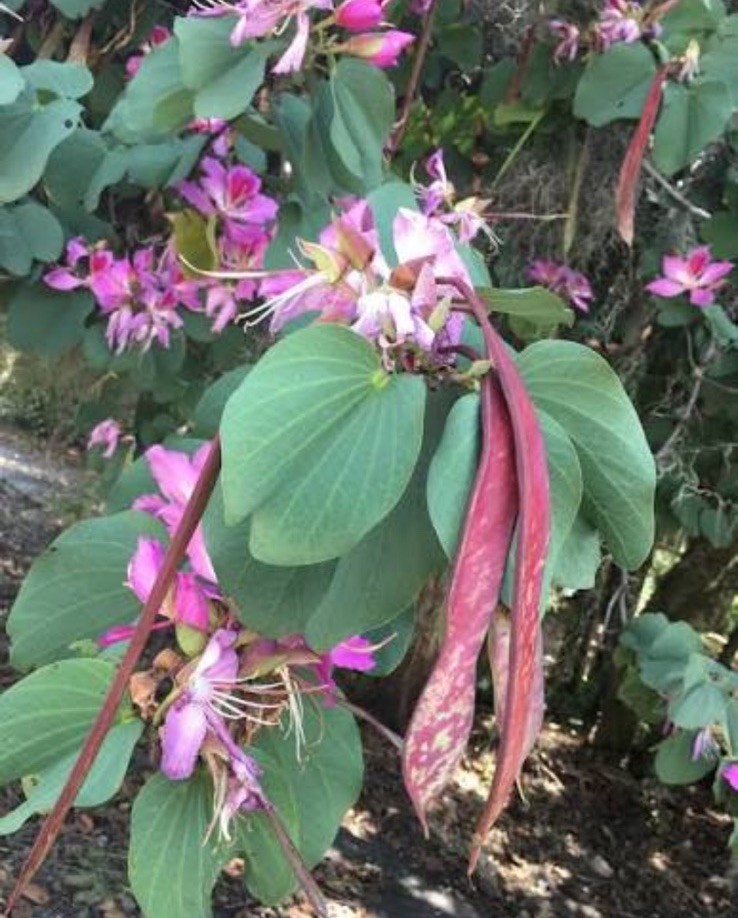 5+ Pink Hong Kong Orchid Tree Seeds FL-Grown Rare Beauty (Bauhinia monandra)