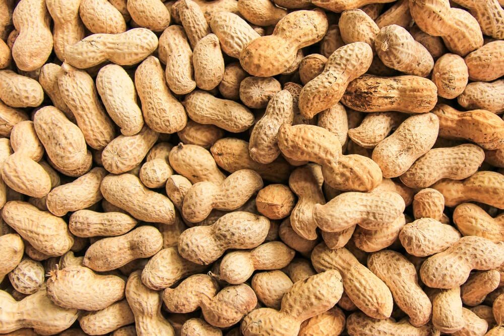 20 Peanut Seeds in The Shell for Planting – Grow Your Own Peanuts – Outdoor Home