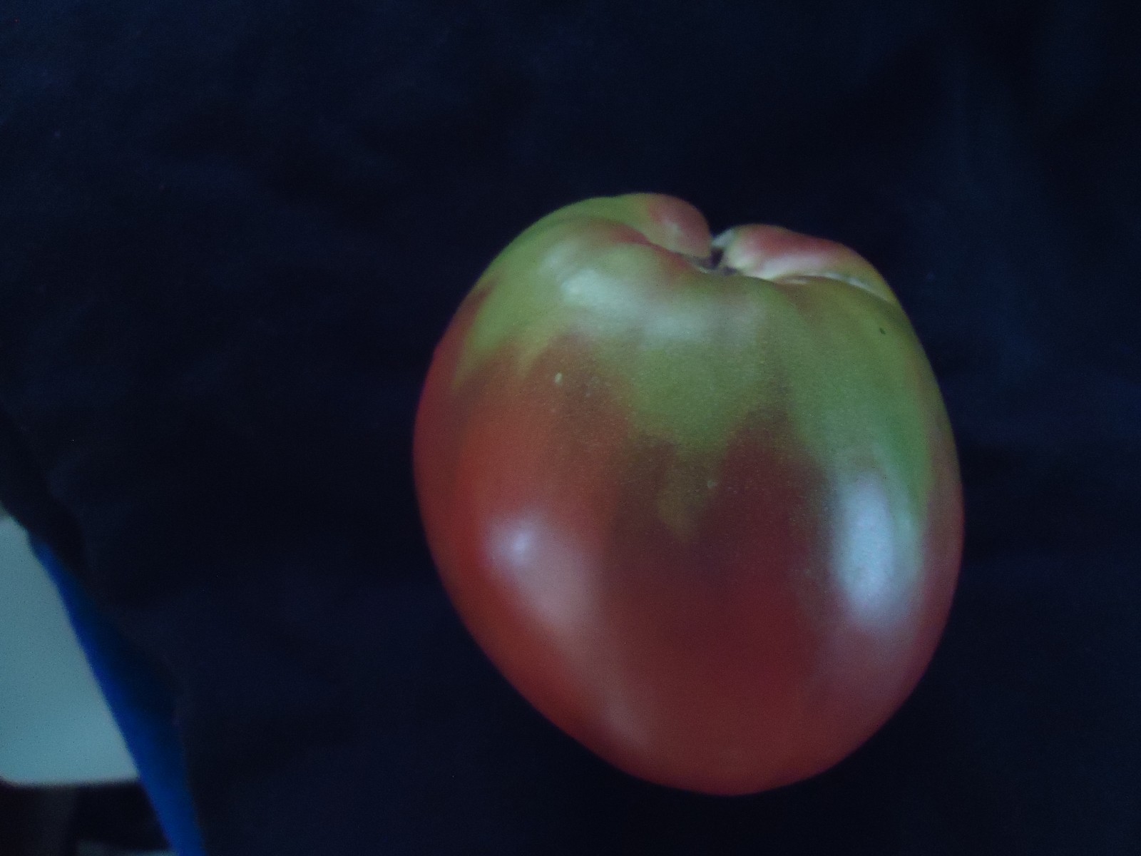 Heirloom tomato seeds Build a variety pack, or take all 50! *SURVIVAL SEEDS*