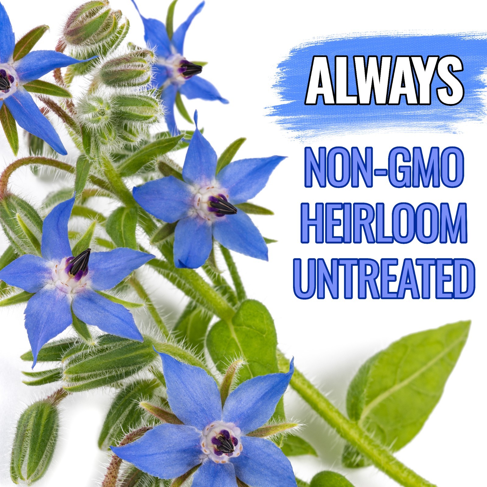 Blue Borage Seeds for Planting Herb Seed 2,000+ Heirloom