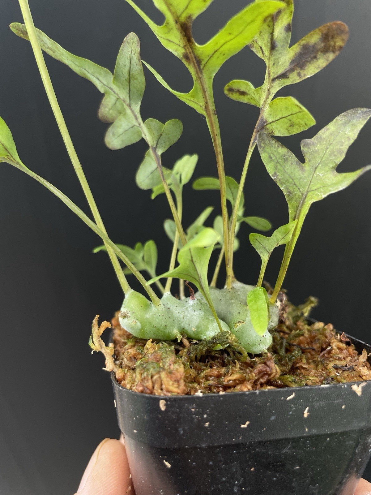 Lecanopteris cf. sinuosa Ant Fern Established Plant Exact Plant