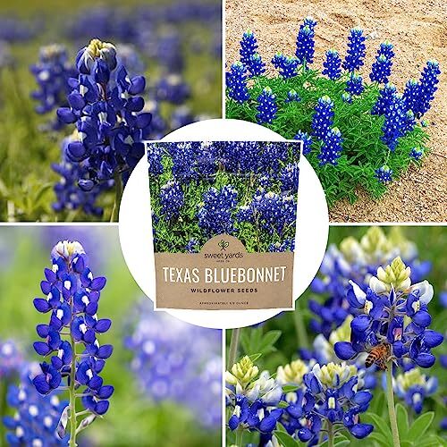 Texas Bluebonnet Wildflower Seeds – Bulk 1/2 Ounce Packet – Over 500 Native S…