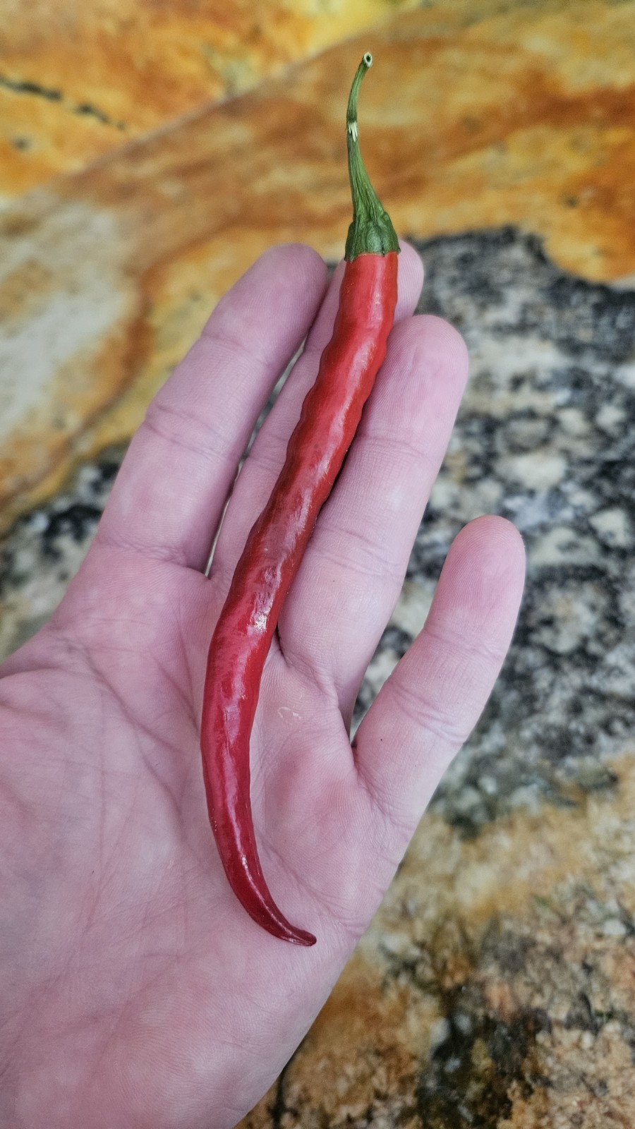Hot Cayenne Pepper Seeds (30) | Heirloom & Non-GMO | ORGANIC