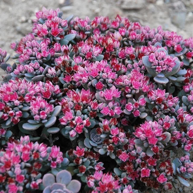 Sedum Sedora Sunsparkler Blue Elf 72 plants stonecrop tray Zone 4-9 RYL