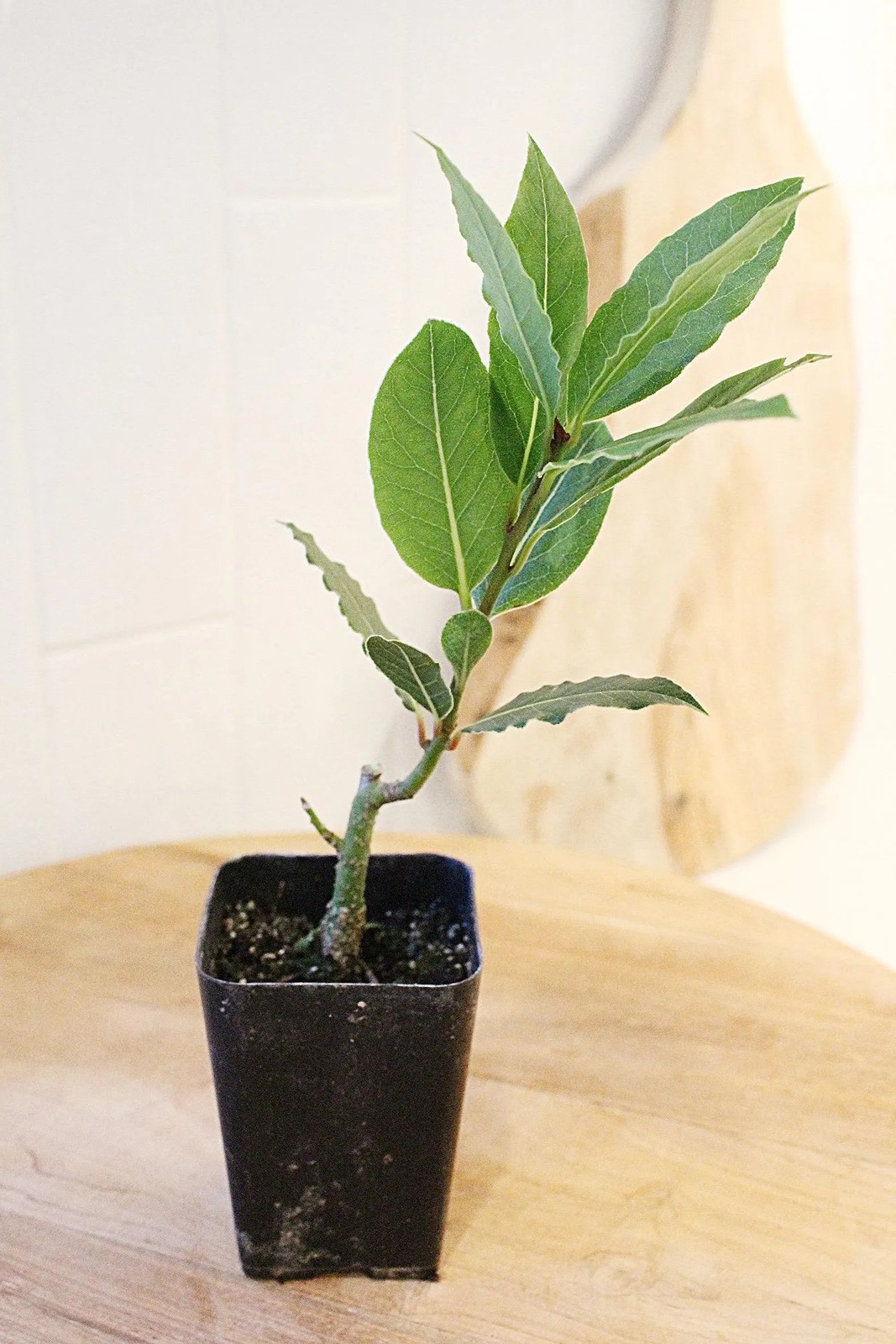 Sweet Bay Laurel Plant, 2.5 Inch Pot, Culinary Herb Starter, Edible Herb Tree