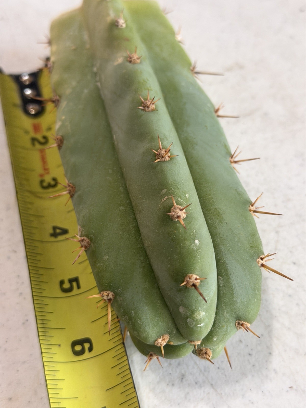 Echinopsis cactus Ljac x TjG !!!!!! 6+” tip cutting
