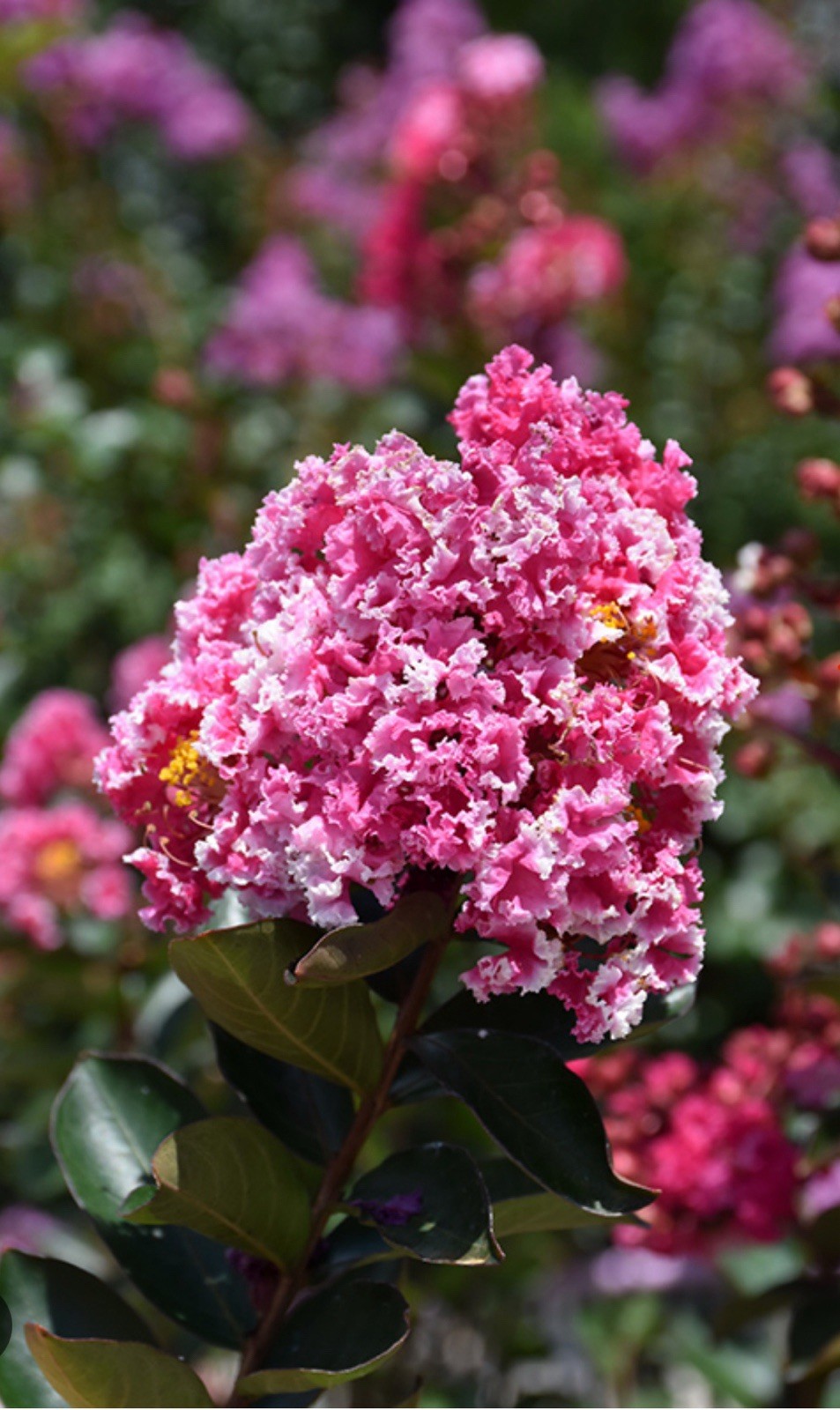 Raspberry Sunday Crape Crepe Myrtle Starter Lagerstroemia Small STARTER Plant