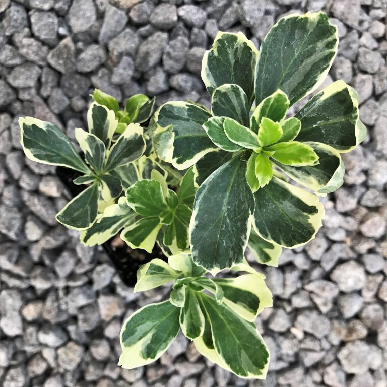 Pachysandra Variegated Silver Edge 25 Bare Root Plants