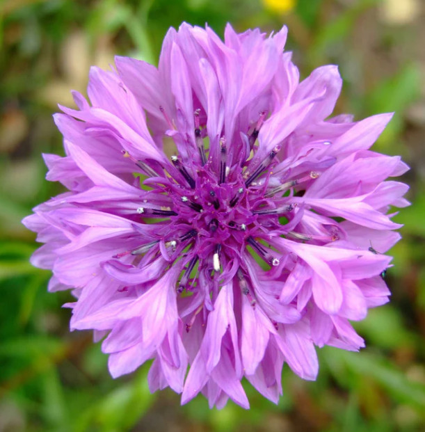Cornflower Pastel Mix Pink White Mauve Bachelor Button Pollinator USA 300 Seeds!