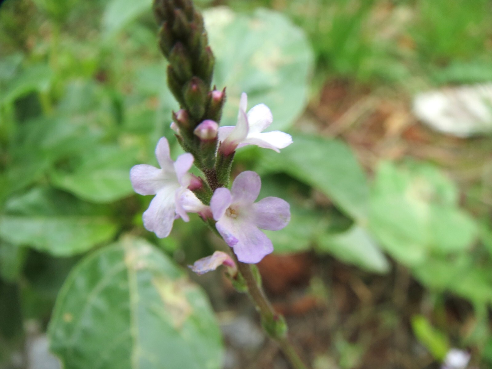 100 True Vervain Seeds – Verbena officinalis – Medicinal Herb and Lovely Flower!