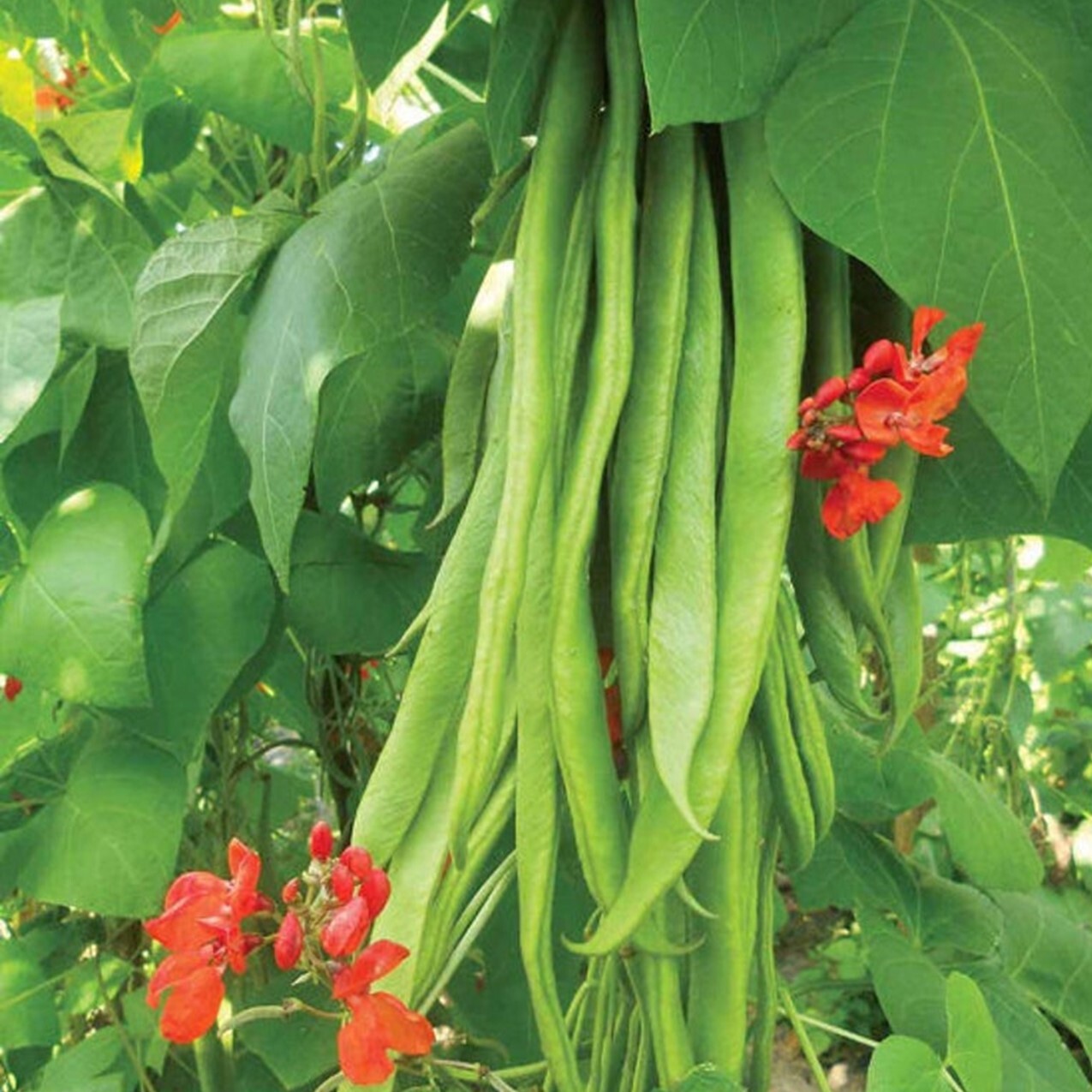Scarlet Runner Beans, Non GMO – Heirloom, EDIBLE & ORNAMENTAL, AWESOME RED COLOR