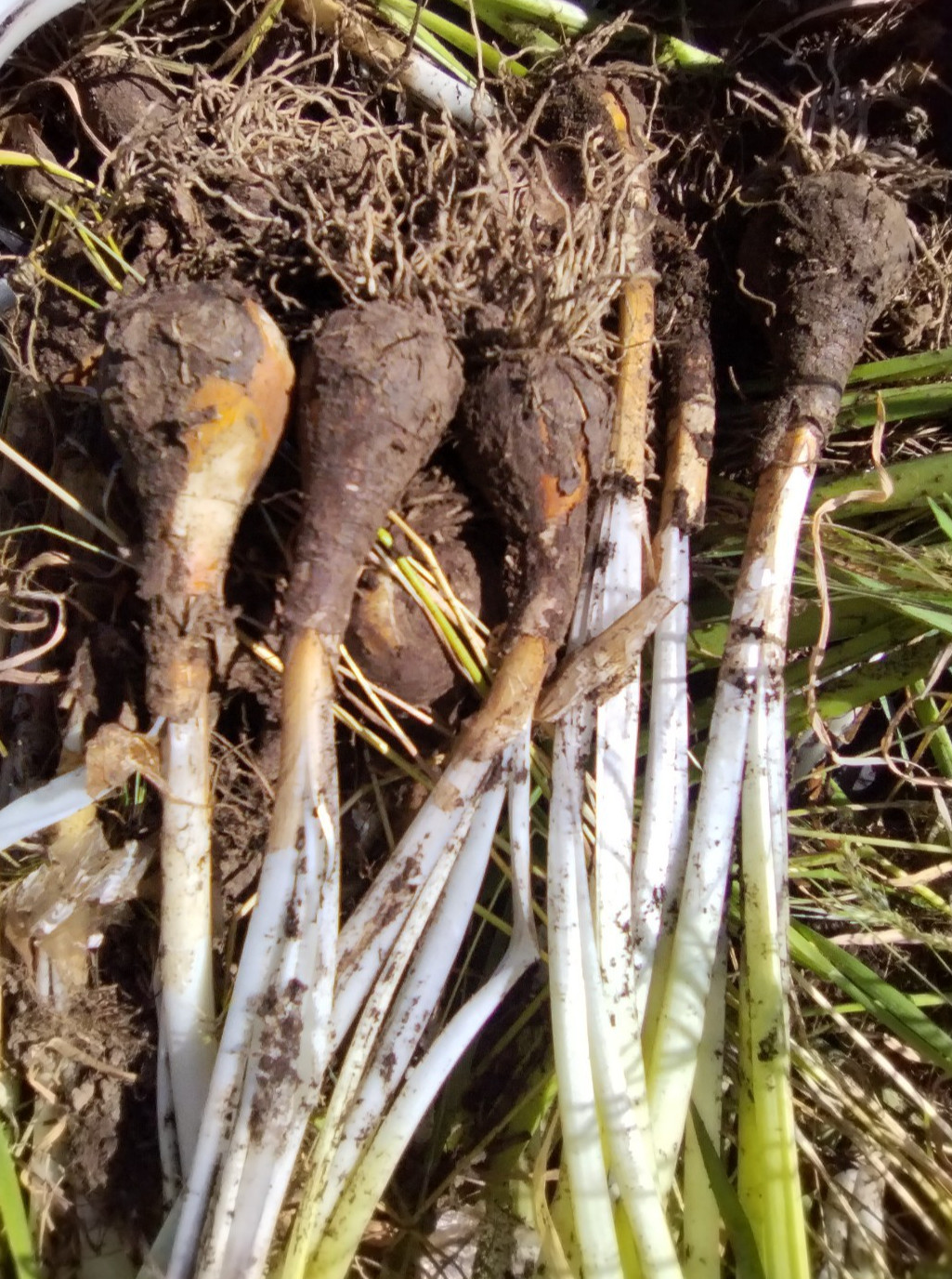 Wild Daffodil Bulbs! Great for naturalizing and containers!