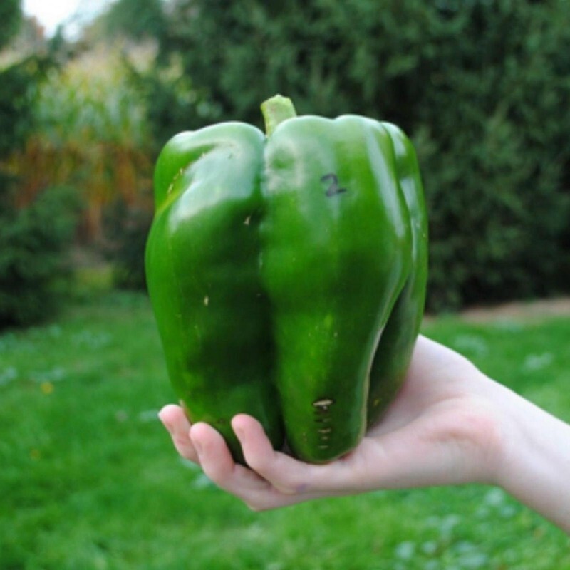 120+ EMERALD GIANT BELL PEPPER SEEDS – SWEET – NON GMO – HEIRLOOM – ORGANIC
