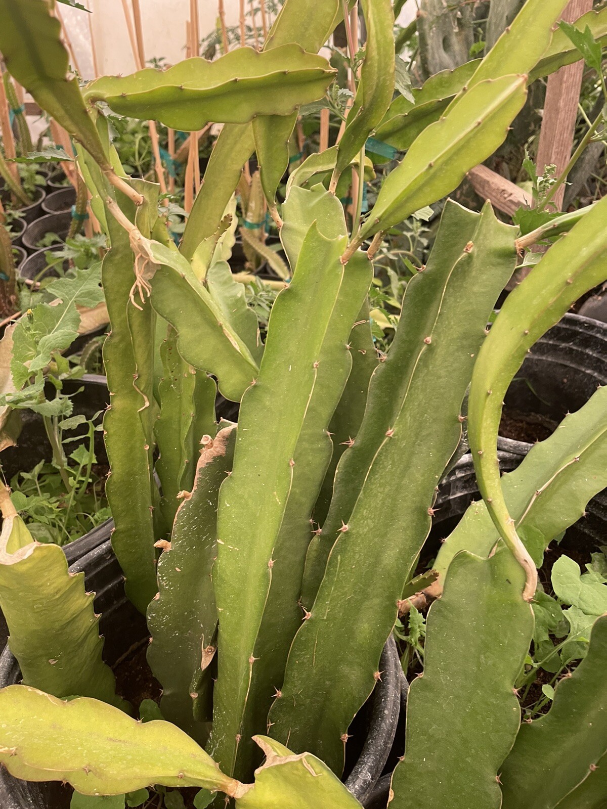 Mature cuttings of “BLACK AFRICANIS” 14-18 inch long!
