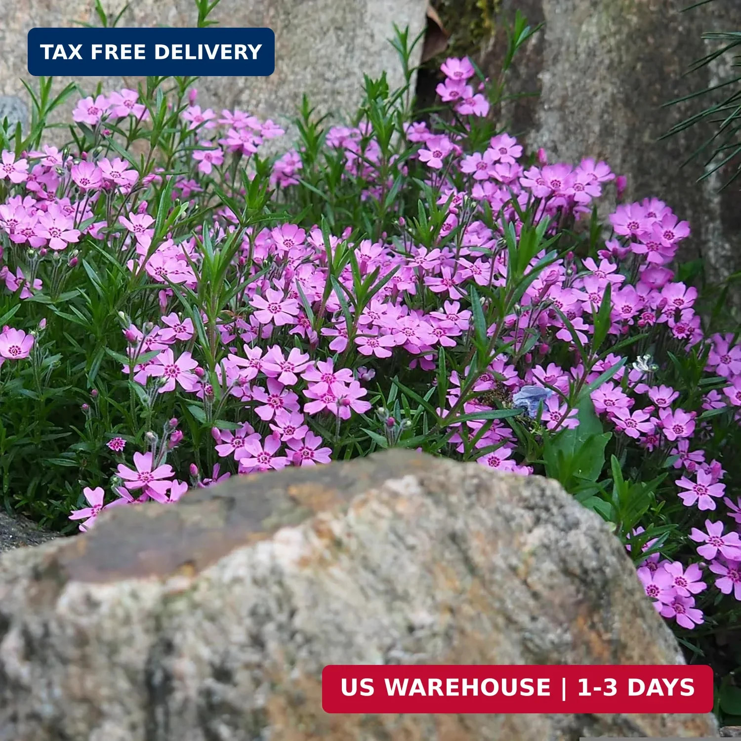 CarpetC 1000+ Creeping Phlox Seeds for Planting, Ground Cover Purple Flowers Sta