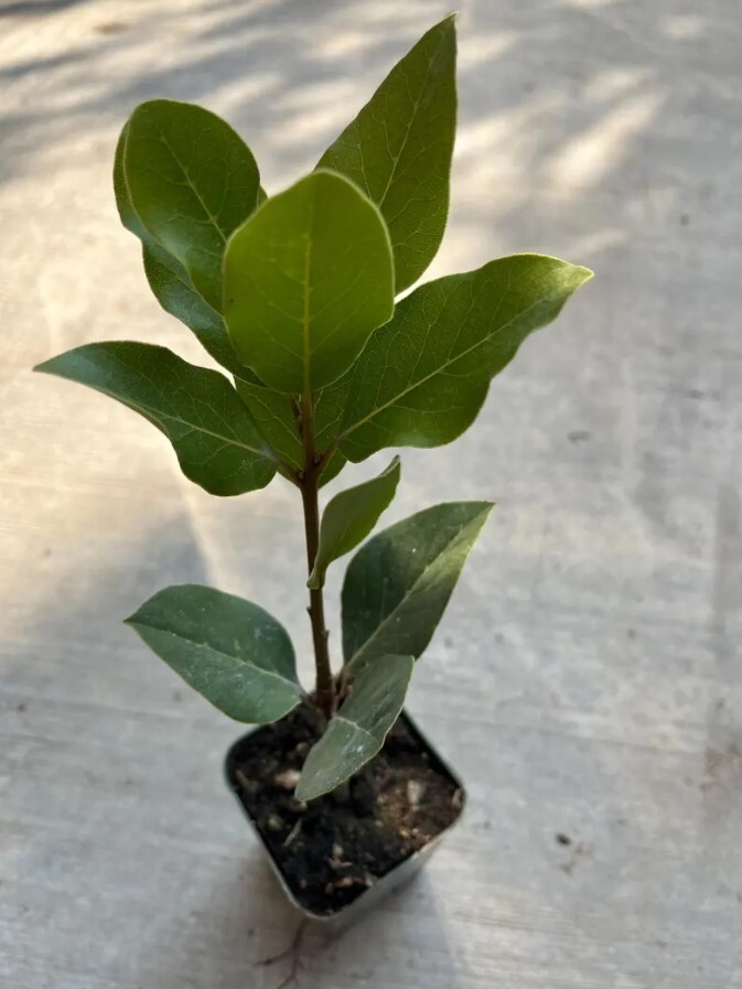 Sweet Bay Laurel Herb Plant – 8 to 10 Inch Tall – 1 Year Old Laurus Nobilis