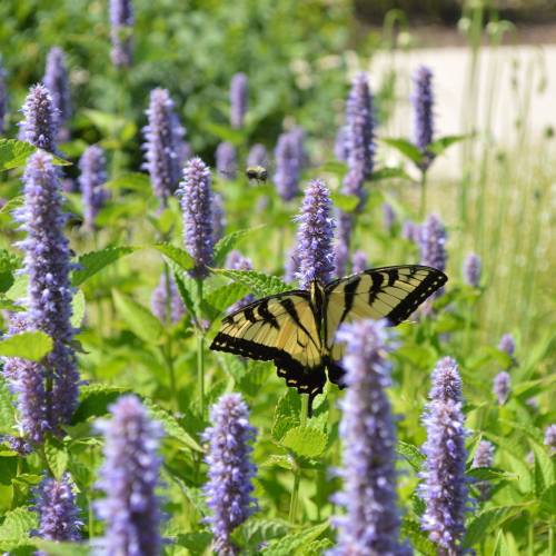 100+Purple GIANT HYSSOP Seeds Native Wildflower Drought Heat Cold Pollinators