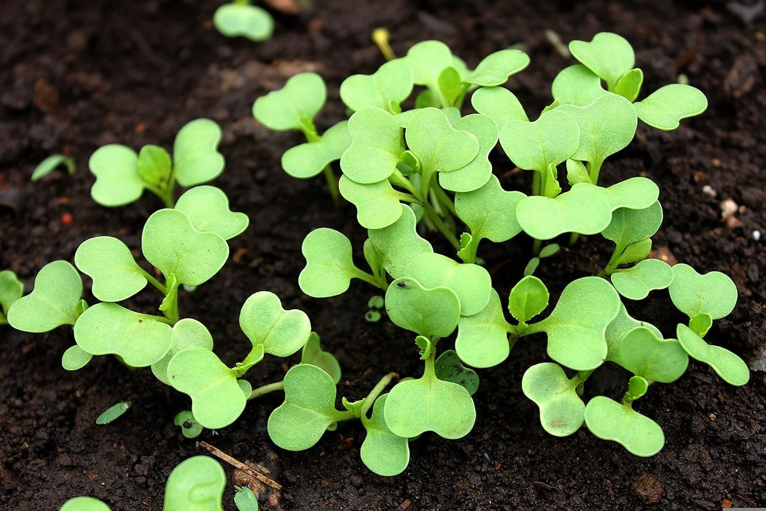 Pet-Friendly 1000 Count Baby Bok Choy Seeds – Heirloom Non-GMO for Easy Growing