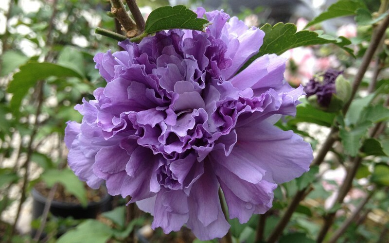 DOUBLE PURPLE/PINK ROSE OF SHARON PLANT UNROOTED CUTTINGS SET OF 10