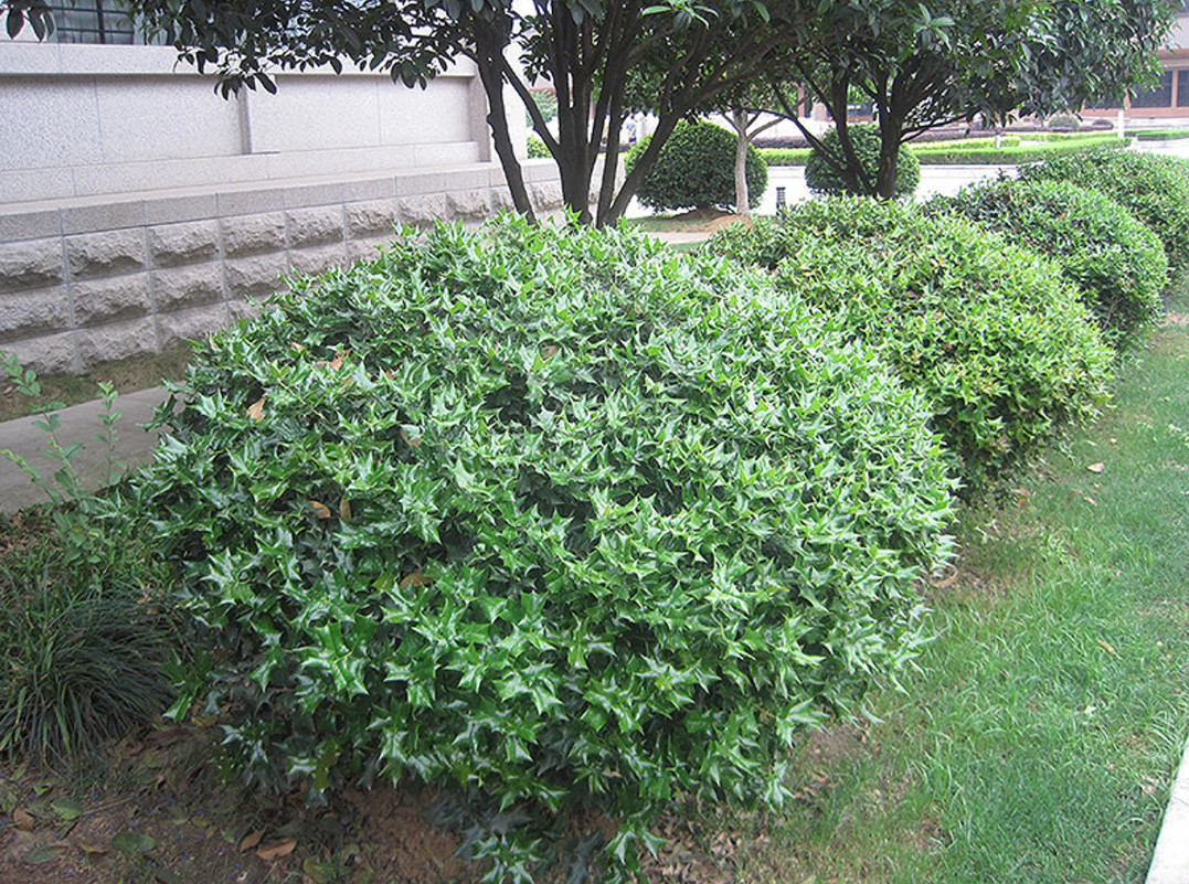 China Girl Holly – Live Plant in 4″ Pot (6–12″ Tall)