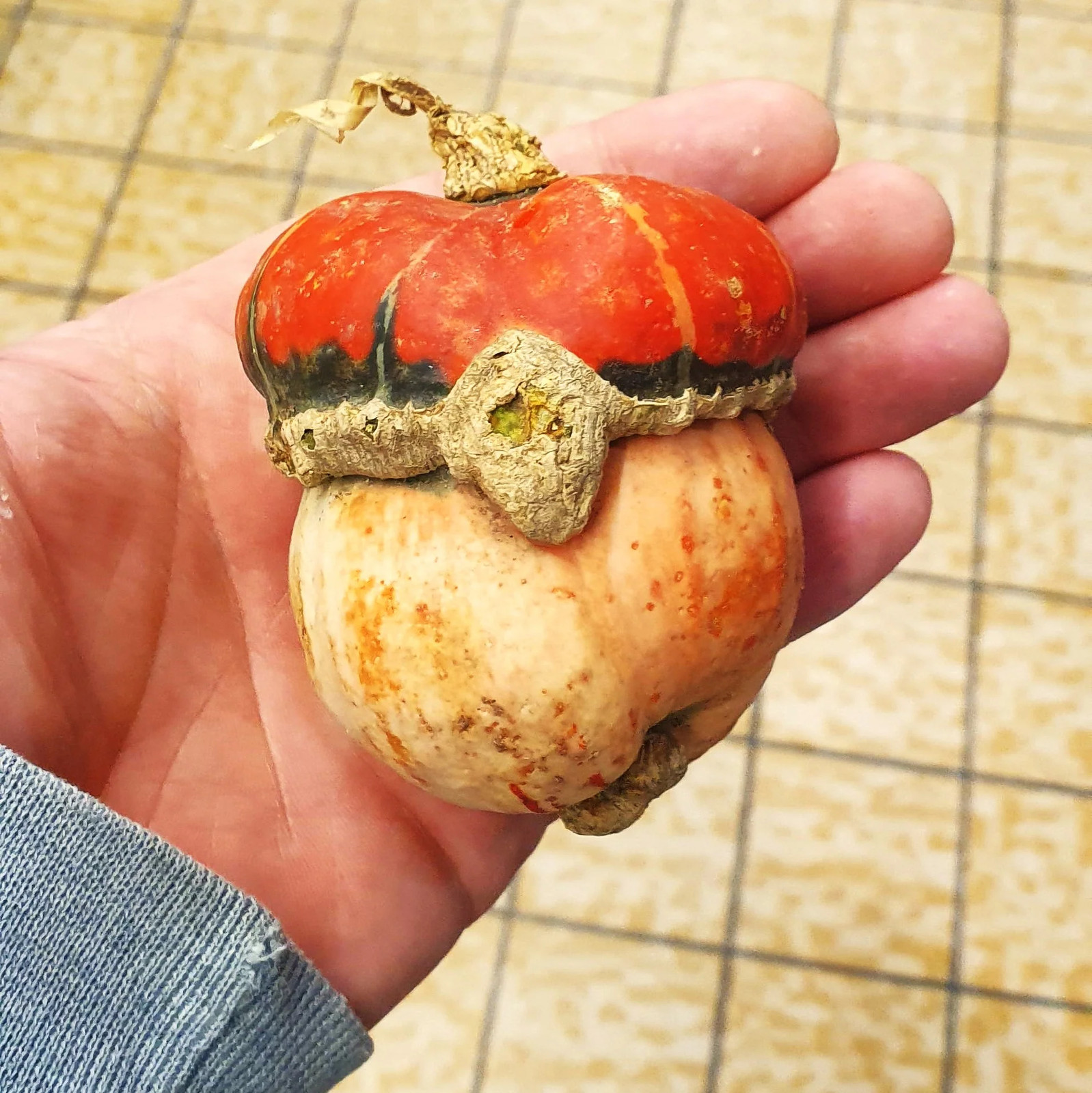 Mini Red Turban Ornamental Gourd Seeds – For 2025 Planting Elf Houses Miniature