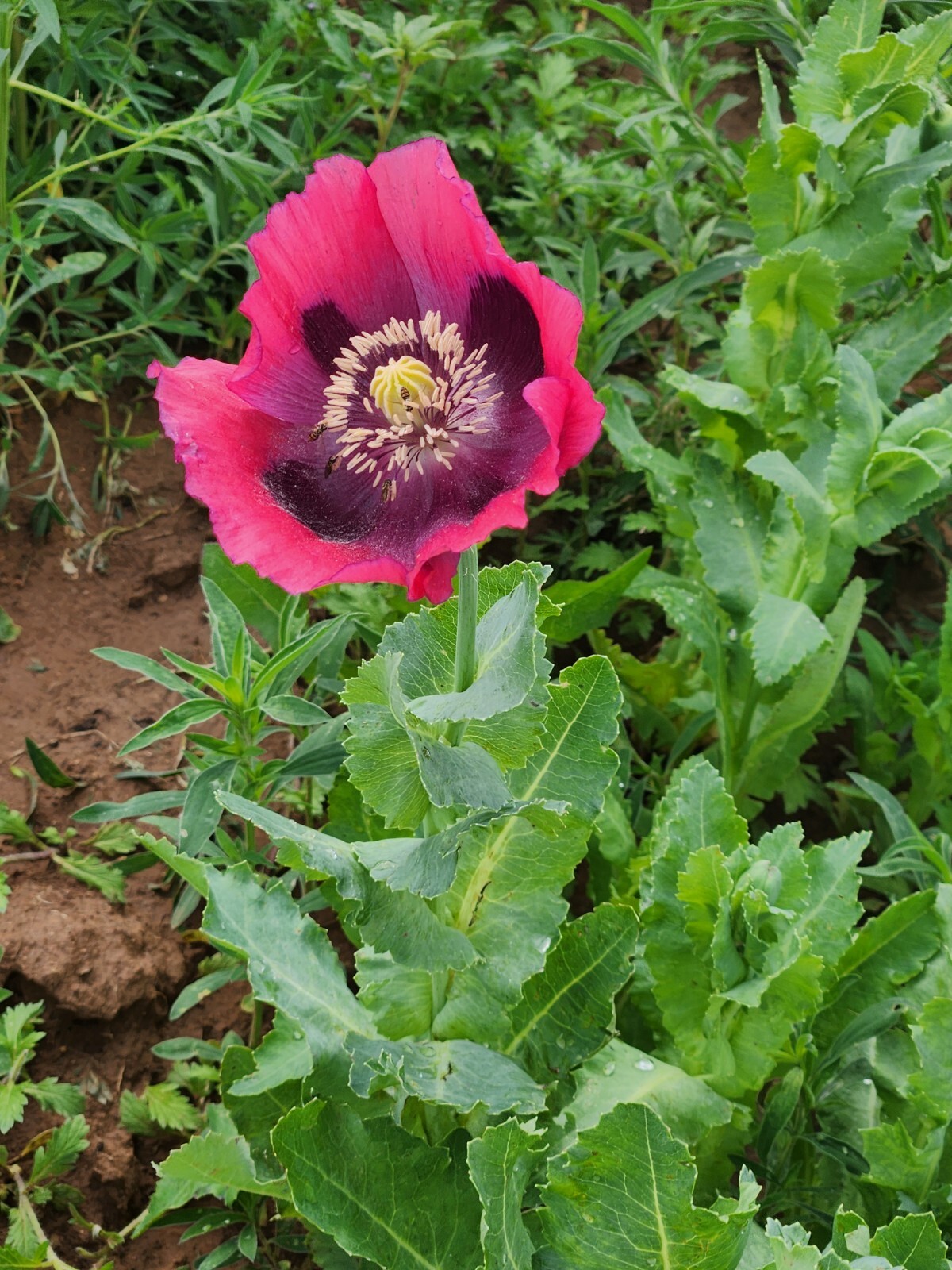 Izmir Poppy Mystery Mix Papaver Somniferum