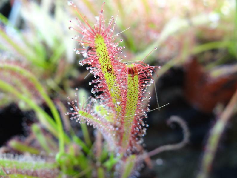 LIVE Carnivorous Cape Sundew (Drosera capensis Typical) Small Plant
