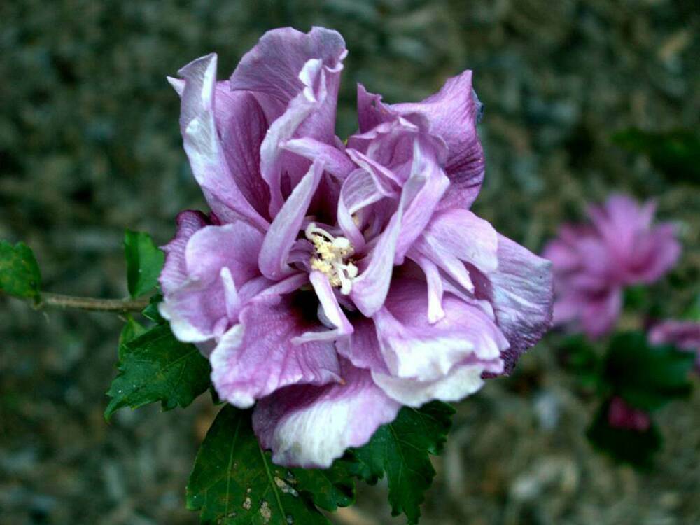 DOUBLE PURPLE/PINK ROSE OF SHARON PLANT UNROOTED CUTTINGS SET OF 10