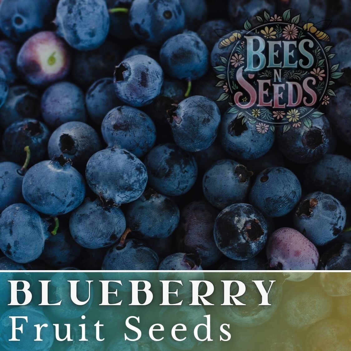 Blueberry Seeds 200, 750 or 3,200 Seeds Fruit Seeds, Non GMO, Bulk Seeds, Berry