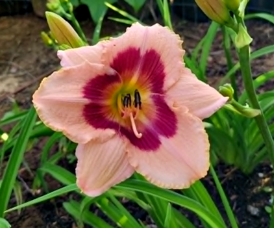 Wineberry Candy Daylily Re Blooming Two Large Mature Blooming Size Fans