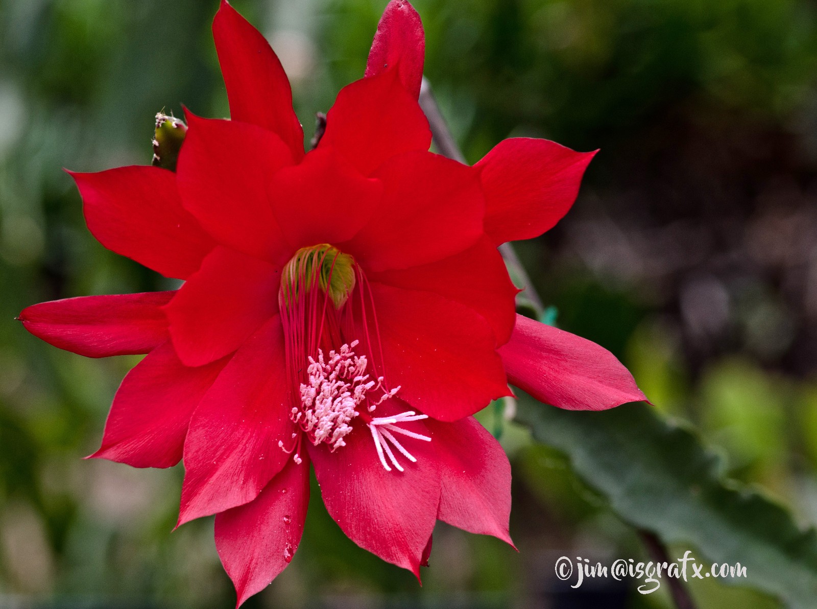1 Ivan Epiphyllum Orchid Cactus Cutting 8-10 inches long