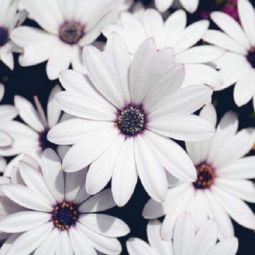 White Cape Daisy Seeds Gorgeous Purple, White Flowers, Easy To Grow Non-GMO