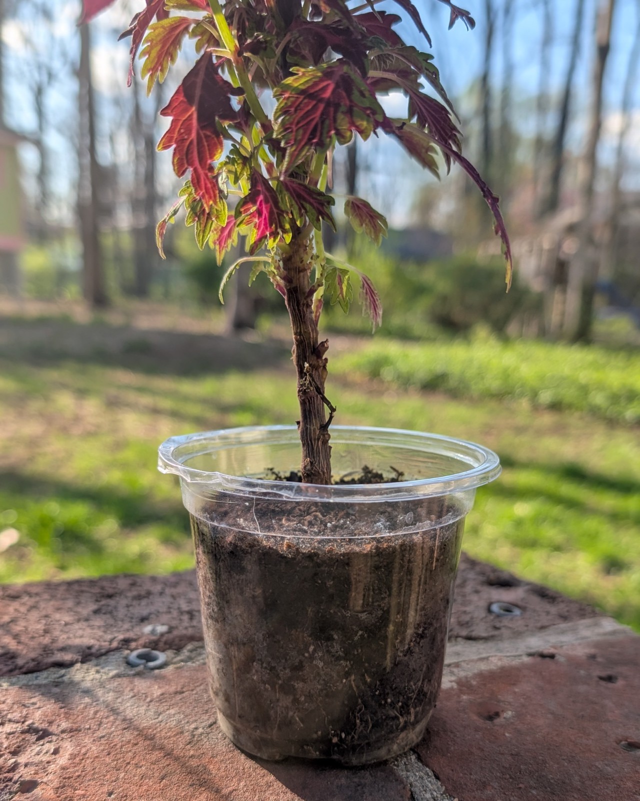 Seed-Grown Coleus — Deep Burgundy with Magenta Veining
