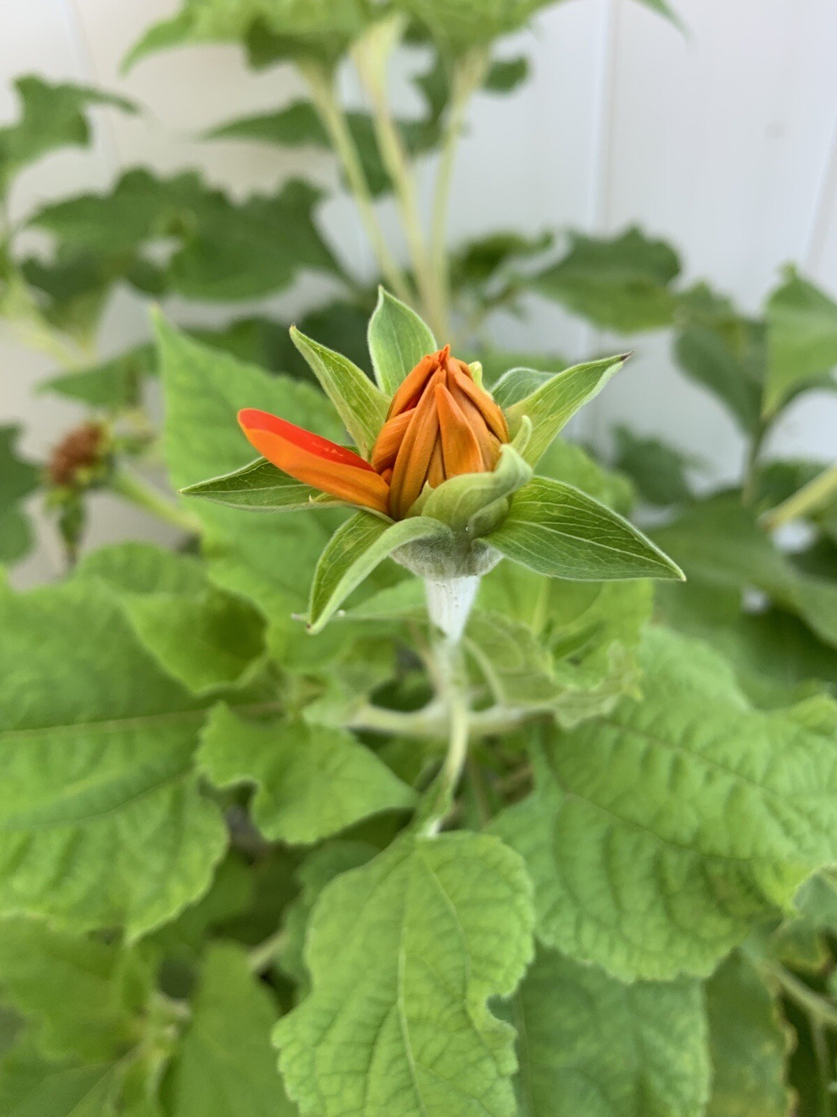 Mexican Sunflower Seeds 200+ Tithinia Torch Flower USA SELLER